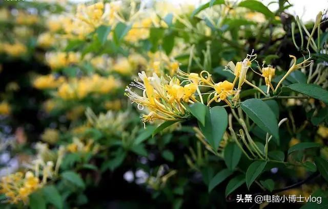 金银花—忍冬