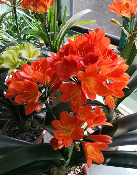 这5种漂亮花，有名的度夏死，浇水抖抖手，年年空盆有
