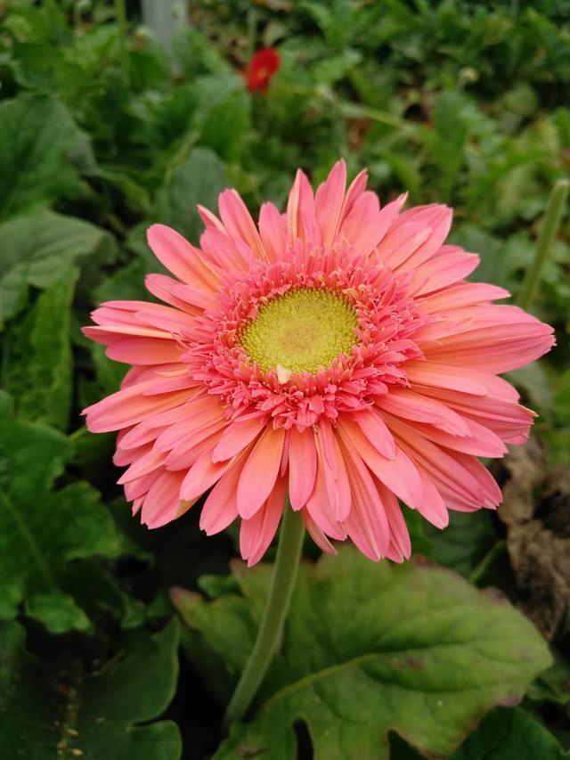 色彩艳丽的非洲菊地栽掌握这6点，花艳多产效益高