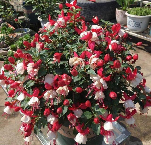 这5种漂亮花，有名的度夏死，浇水抖抖手，年年空盆有