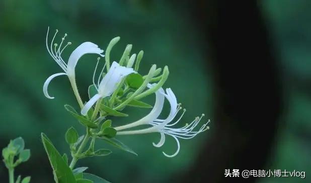 金银花—忍冬