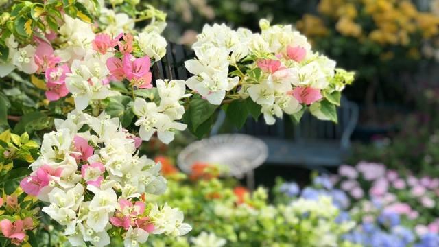 使用“磷酸二氢钾”促花，谨记“2点”，做对了，才能花满头