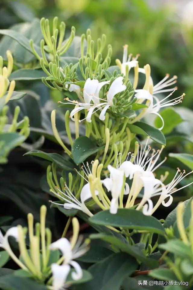 金银花—忍冬