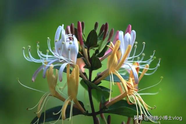 金银花—忍冬