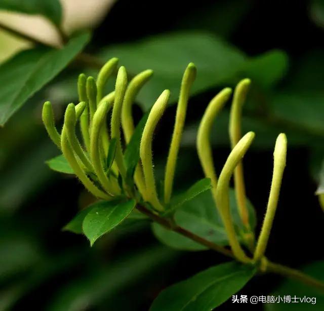 金银花—忍冬