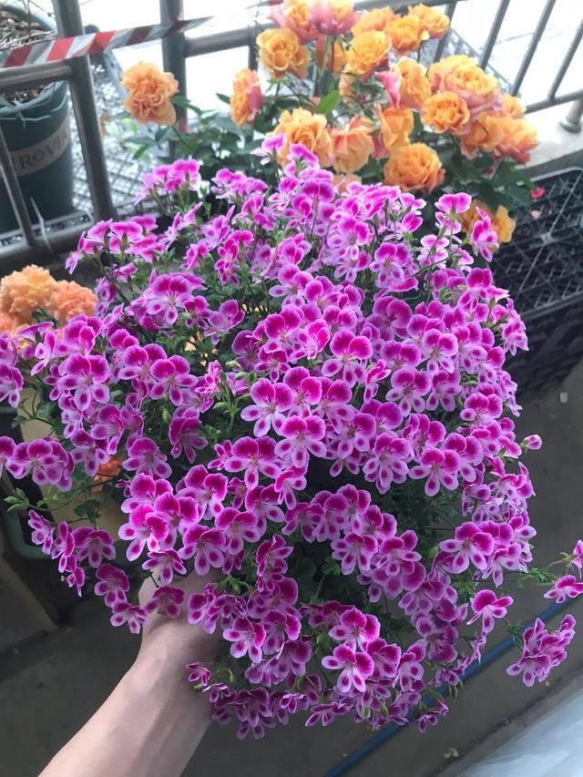 这5种漂亮花，有名的度夏死，浇水抖抖手，年年空盆有