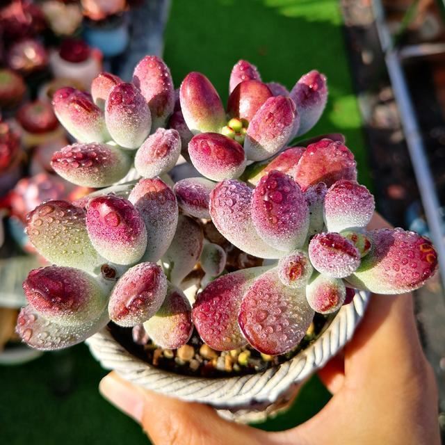 这5种漂亮花，有名的度夏死，浇水抖抖手，年年空盆有