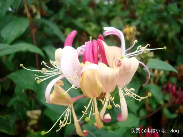 金银花—忍冬