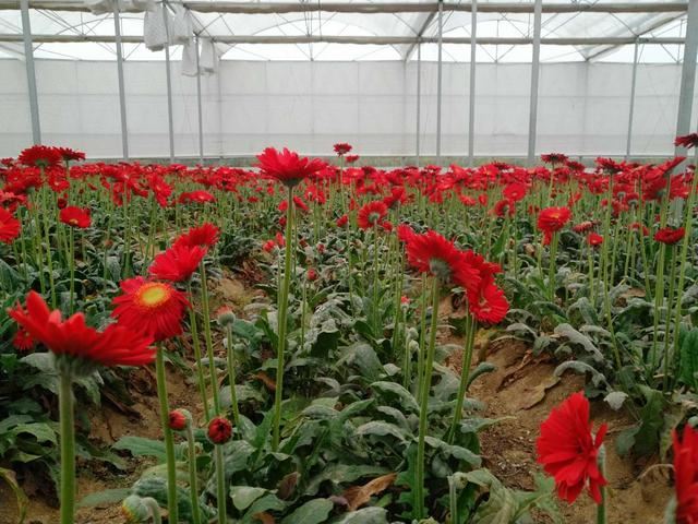 色彩艳丽的非洲菊地栽掌握这6点，花艳多产效益高