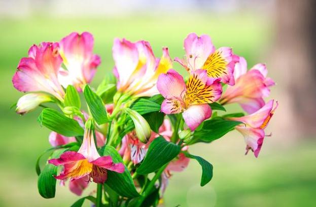使用“磷酸二氢钾”促花，谨记“2点”，做对了，才能花满头