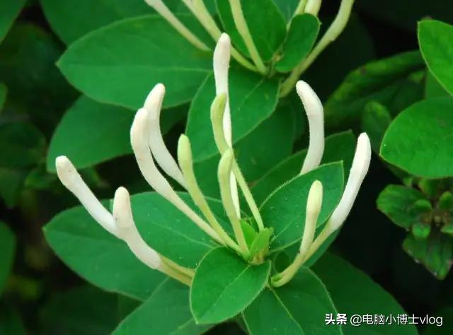 金银花—忍冬