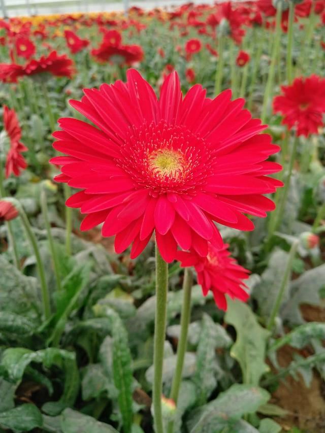 色彩艳丽的非洲菊地栽掌握这6点，花艳多产效益高