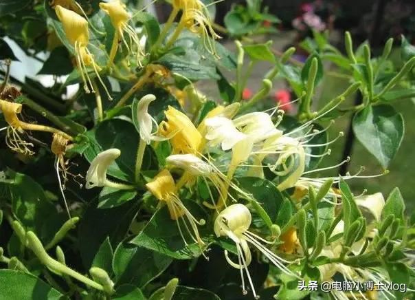 金银花—忍冬