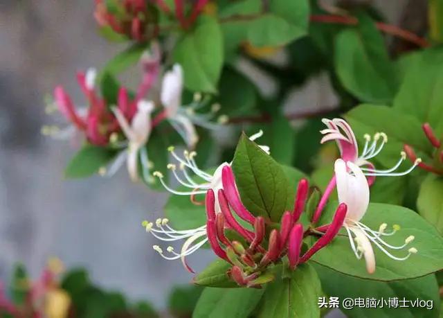 金银花—忍冬