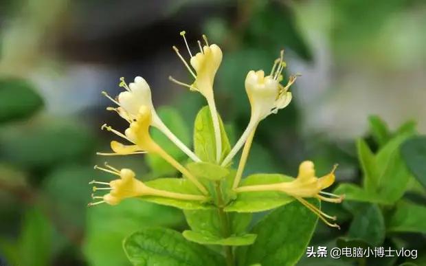 金银花—忍冬