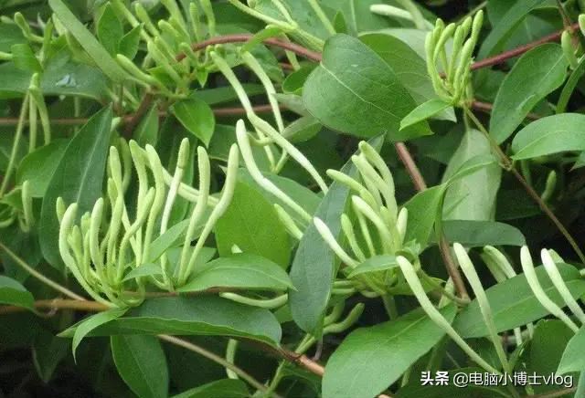 金银花—忍冬