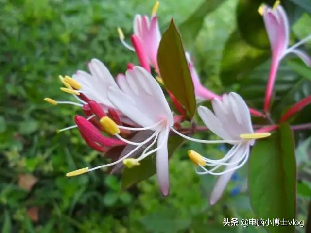 金银花—忍冬