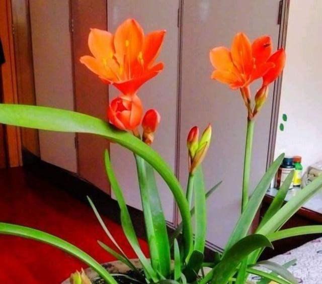 使用“磷酸二氢钾”促花，谨记“2点”，做对了，才能花满头