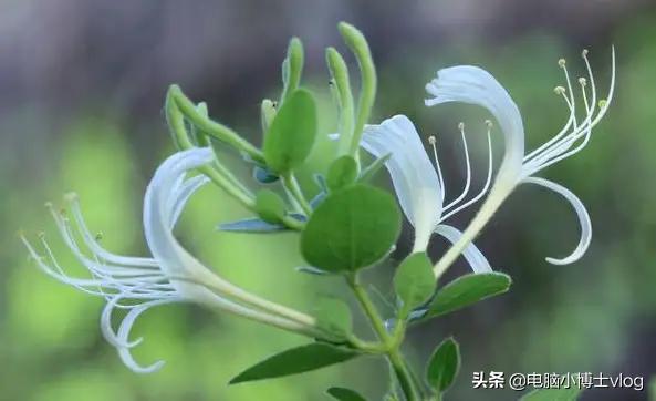金银花—忍冬