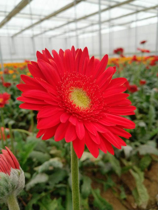 色彩艳丽的非洲菊地栽掌握这6点，花艳多产效益高