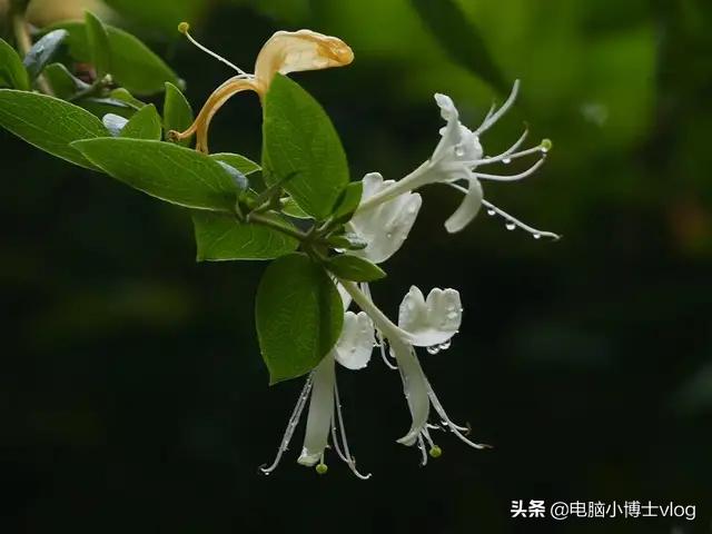 金银花—忍冬
