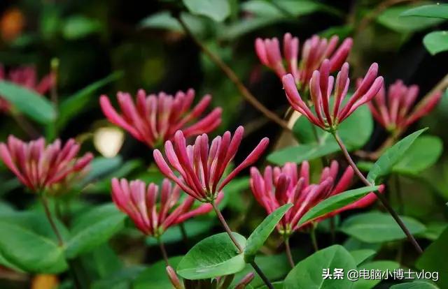 金银花—忍冬