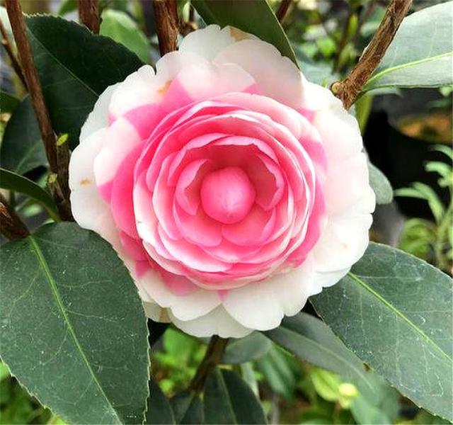 想让茶花开得又大又多，春天早做“3件事”，轻松开爆盆