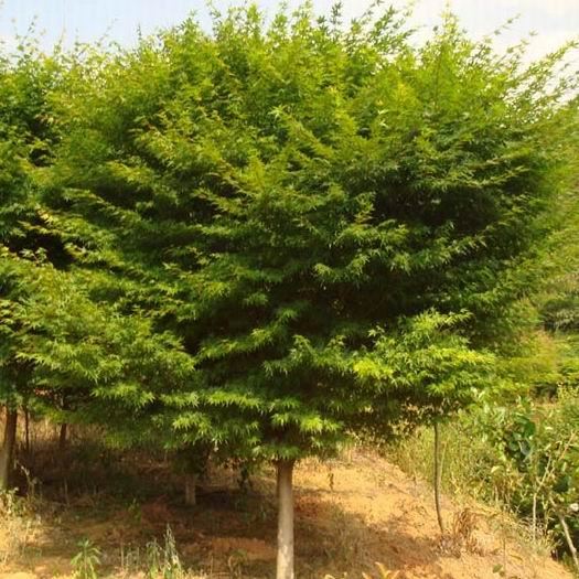 鸡爪槭苗怎么种植流程