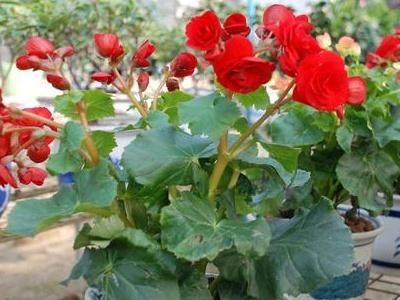 海棠花夏天怎么养
