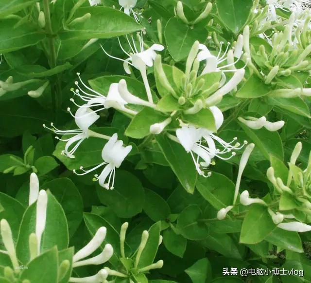 金银花—忍冬