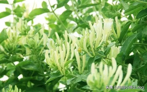金银花—忍冬