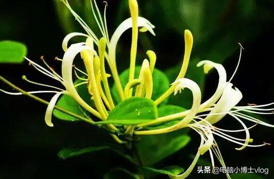 金银花—忍冬