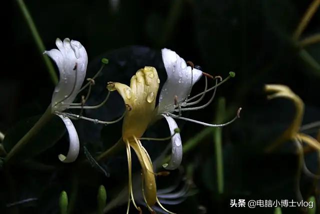 金银花—忍冬