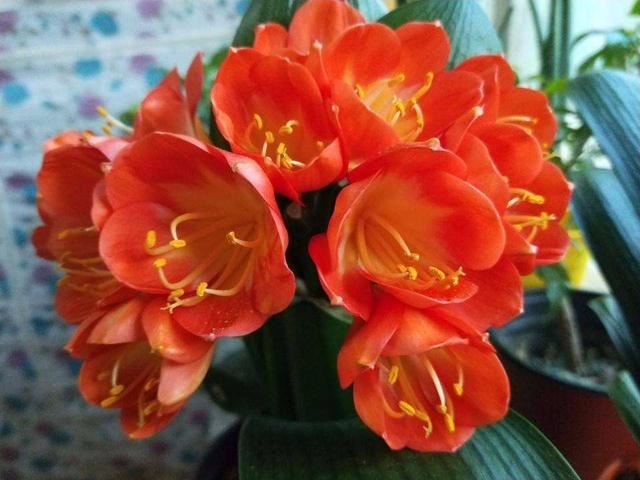 这5种漂亮花，有名的度夏死，浇水抖抖手，年年空盆有