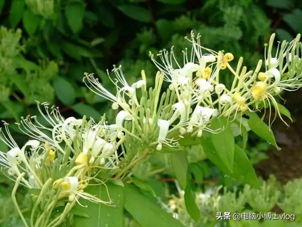金银花—忍冬