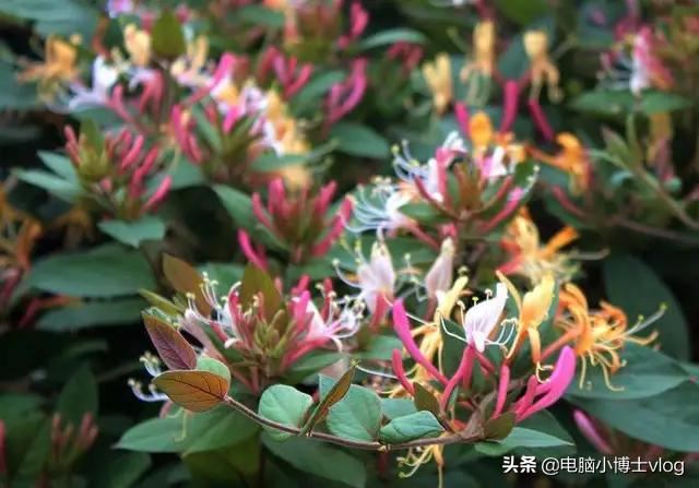 金银花—忍冬