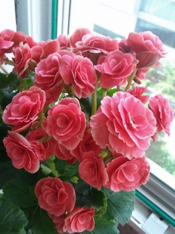 这5种漂亮花，有名的度夏死，浇水抖抖手，年年空盆有