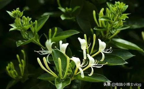 金银花—忍冬