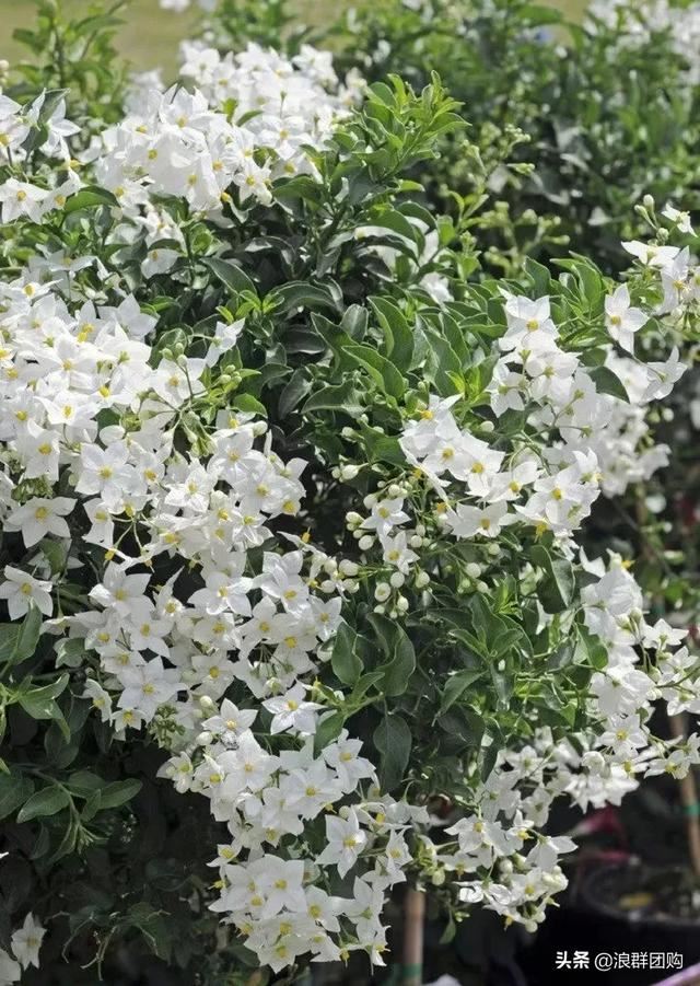 开普敦吊钟花、悬星藤，绚丽多彩旋果花，颜值爆表蓝花茄，人参果