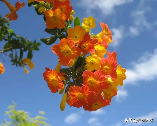 开普敦吊钟花、悬星藤，绚丽多彩旋果花，颜值爆表蓝花茄，人参果