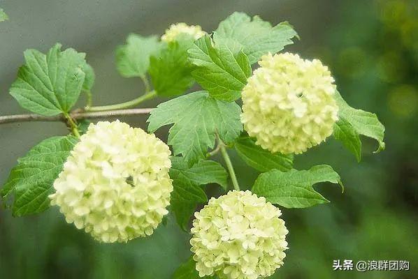 每到花开，惊艳一方的欧洲木绣球雪球累累，团花压树，耐寒-30！