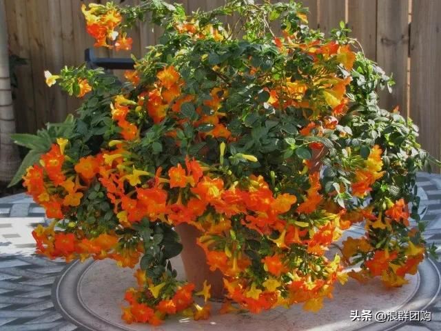 开普敦吊钟花、悬星藤，绚丽多彩旋果花，颜值爆表蓝花茄，人参果