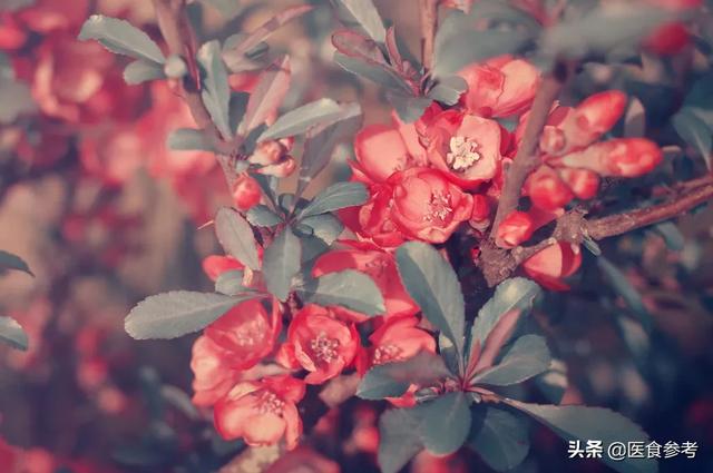 鲜花怡情，花香还能祛病，这些花香的奇妙疗法赏花时别错过