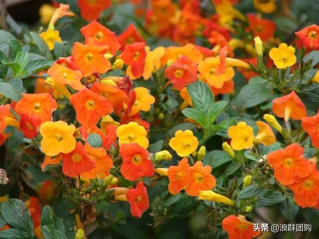 开普敦吊钟花、悬星藤，绚丽多彩旋果花，颜值爆表蓝花茄，人参果