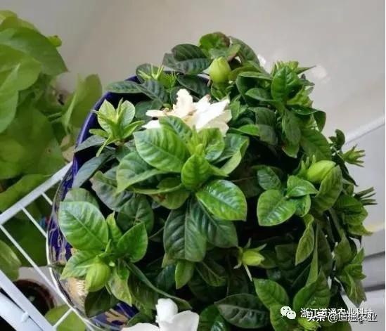 栀子花很难养？这5个“雷”千万别踩，猛长新叶轻松爆花
