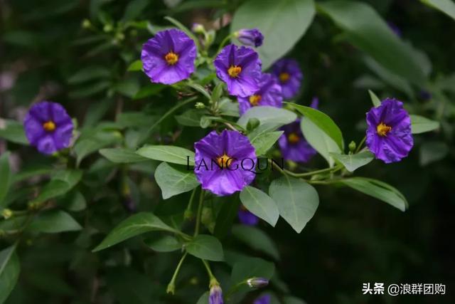 开普敦吊钟花、悬星藤，绚丽多彩旋果花，颜值爆表蓝花茄，人参果