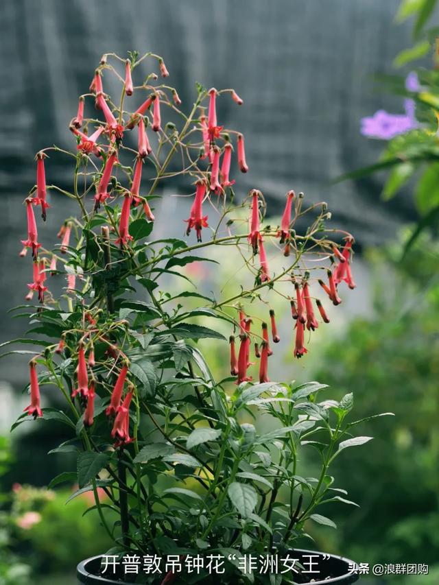 开普敦吊钟花、悬星藤，绚丽多彩旋果花，颜值爆表蓝花茄，人参果