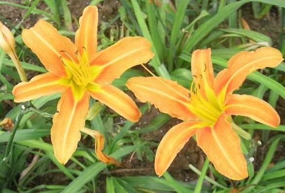我们国家自己的母亲花——萱草花