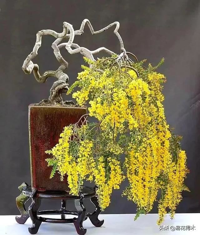 病虫害防治|盆栽花卉发现白色病害，根据部位和类型，对症下药