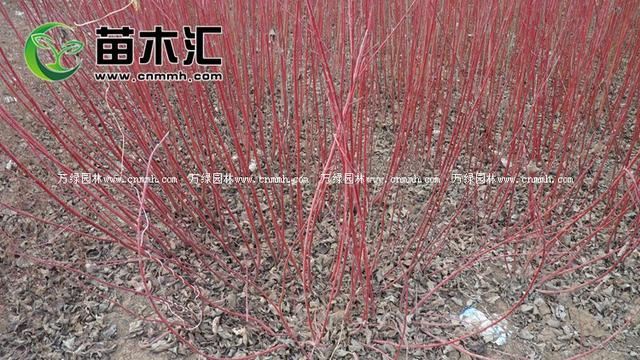 红瑞木为什么春天是绿色冬天是红的呢？